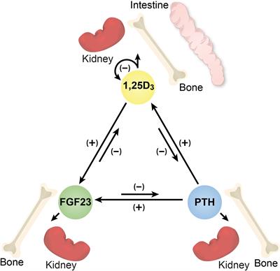 Molecular insights into mineralotropic hormone inter-regulation